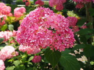 アジサイ　ピンク色のアナベル