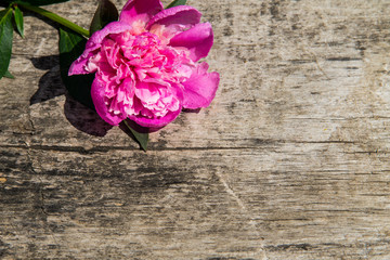 Pink peony flower on rustic wooden background with copy space. Top view