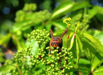 Vespa crabro head