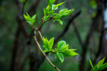 Lilac branches in the forest. Selective focus.