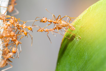 Ant bridge unity