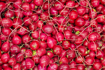 group of fresh radish