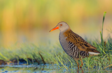 Water Rails - Rallus aquaticus