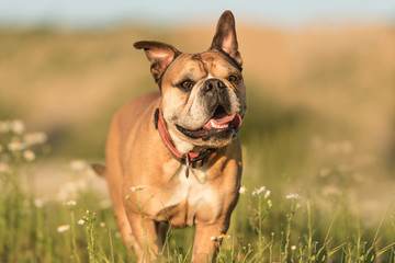 Continental Bulldogge steht in einer grünen Blumenwiese