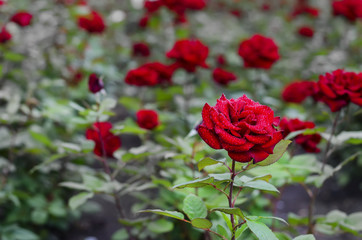 Field of red roses