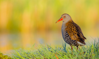 Water Rails - Rallus aquaticus
