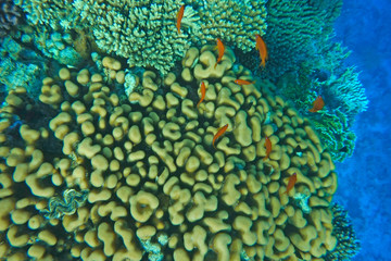 Multicolored fish swim over the coral reef.
