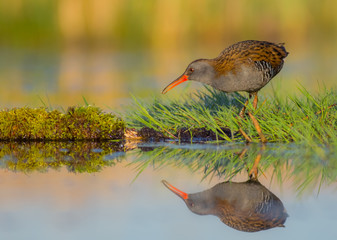 Water Rail - Rallus aquaticus