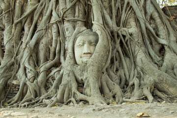 buddha head surround by root tree at Ayutthaya