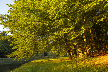tree alley with sunbeams and path