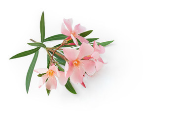 Oleander