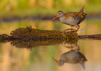 Water Rail - Rallus aquaticus