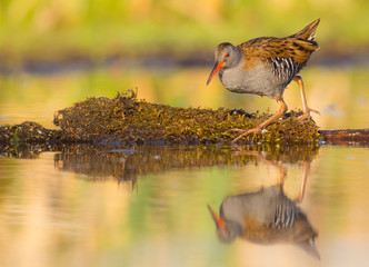 Water Rail - Rallus aquaticus