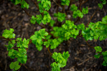 Currant bush in the garden. Selective focus.