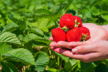 Handful fresh picked delicious strawberries held over strawberry plants