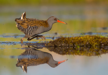 Water Rail - Rallus aquaticus