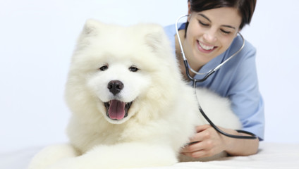 smiling Veterinarian examining dog on table in vet clinic