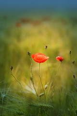 Fototapeta premium Zdjęcie pięknych czerwonych maków