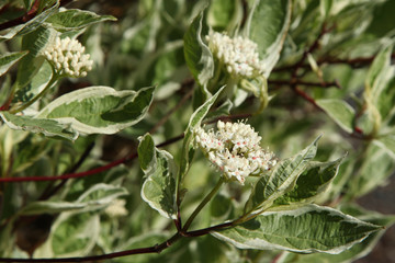 Cornus alba 'Sibirica Variegata' 