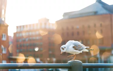 seagull walking on handrail with old warehouse district Speicherstadt in Hamburg, Germany in blurred blackground © Christian Horz