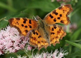 Obraz premium European Comma or Anglewing Butterfly (Polygonia c-album) feeding on a hemp agrimony flower.