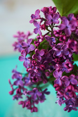 Fototapeta premium Lilacs on turquoise background, magic nice colors