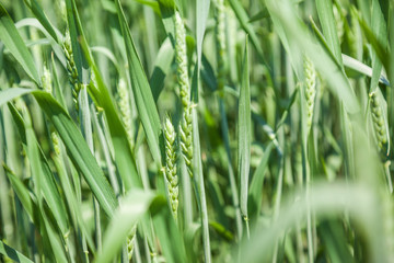 Green wheat field on sunny summer day