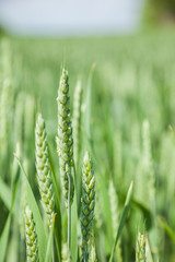 Fototapeta na wymiar Green wheat field on sunny summer day