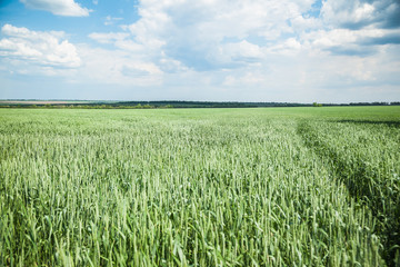 Green wheat field on sunny summer day