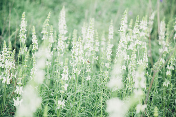 Beautiful  wildflowers on sunny summer day