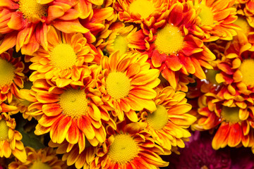 Colorful flowers