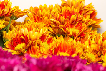 Obraz premium Colorful flowers