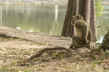 Macaque monkey Angkor Asia