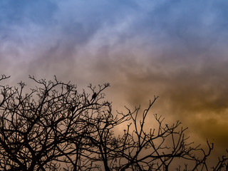 Fototapeta na wymiar colorful sunset sky with silhouette of tree