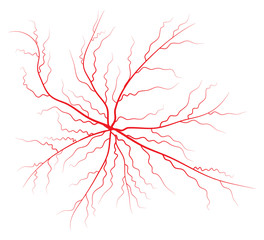 Human vein, vessel vector symbol icon design.