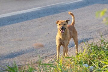 Dirty stray dogs standing on road.