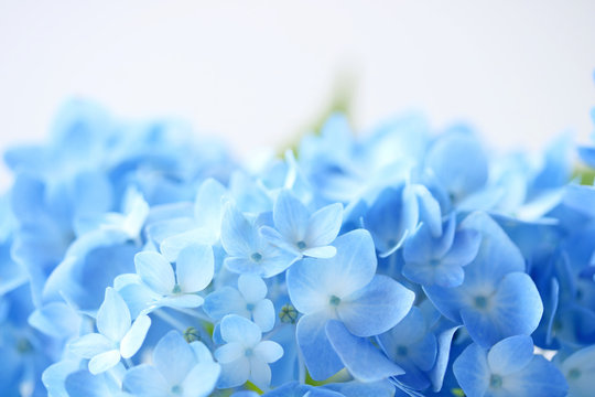 Beautiful blue hydrangea flowers background © nana77777