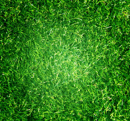  Grass