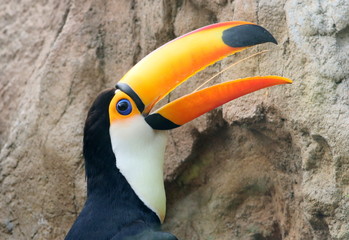 Brazilian Common or Toco Toucan (Ramphastos toco) in close-up.
