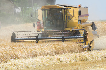 Fototapeta na wymiar Harvesting barley with combine harvester