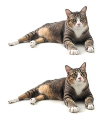 Fat cat cute 3 color font view 2step of head moving