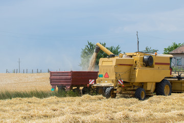 Harvesting barley with combine harvester