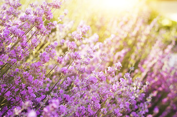 Lavender bushes closeup on evening light. Blooming bush of lavender closeup. Provence region of france.
