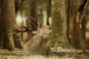 cerf brame forêt mammifère roi bois bois sauvage animal