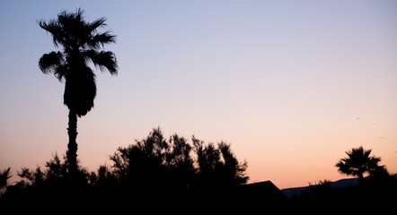 Silhouette of palm trees at sunrise