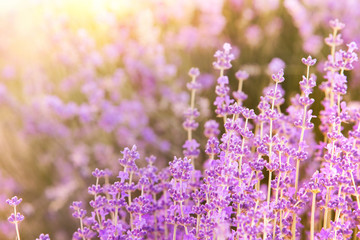 Lavender bushes closeup on evening light. Blooming bush of lavender closeup. Provence region of france.