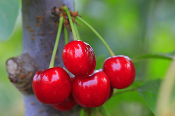  Large cherry 