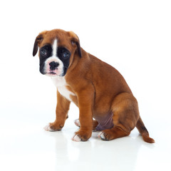 Adorable boxer puppy sitting