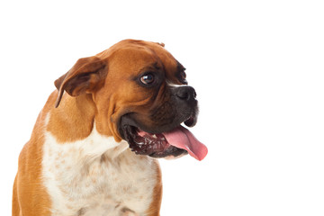 Beautiful brown boxer dog