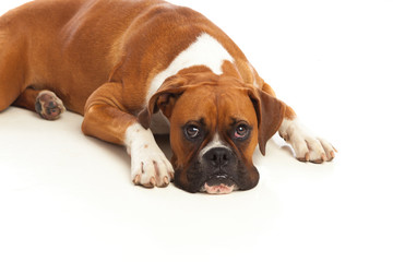 Obraz premium Beautiful boxer dog lying